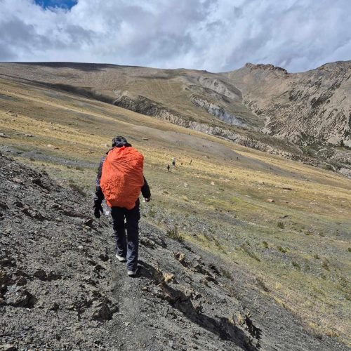 Trekker crossing golden meadows in the Markha Valley, Ladakh